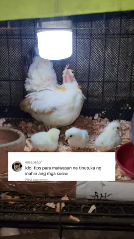 Mapagpalang araw po ng Thursday sa ating lahat mga ka hobby sa pag mamanok #serama #seramachicken #bantamchicken #ayam #fyp 