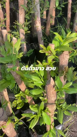 #ต้นติ้วขาวชําตอ #ต้นติ้วเเดง #ผักพื้นบ้าน #สวนป่า 