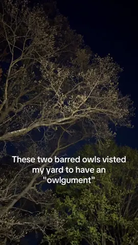 Keep watching until the end of the video, you can see one of the owls pull off one of their signature moves: rotating their head almost 270 degrees. #animallovers #birds