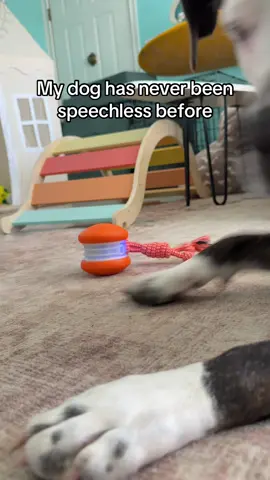 The perfect dog toy for the days when the energy is a lil too high  #dogenrichment #dogtoy #highenergydog 