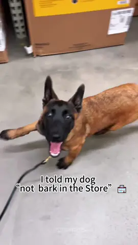My dog can understand English #dog #funny #foryoupage #fyp #foryoupage 
