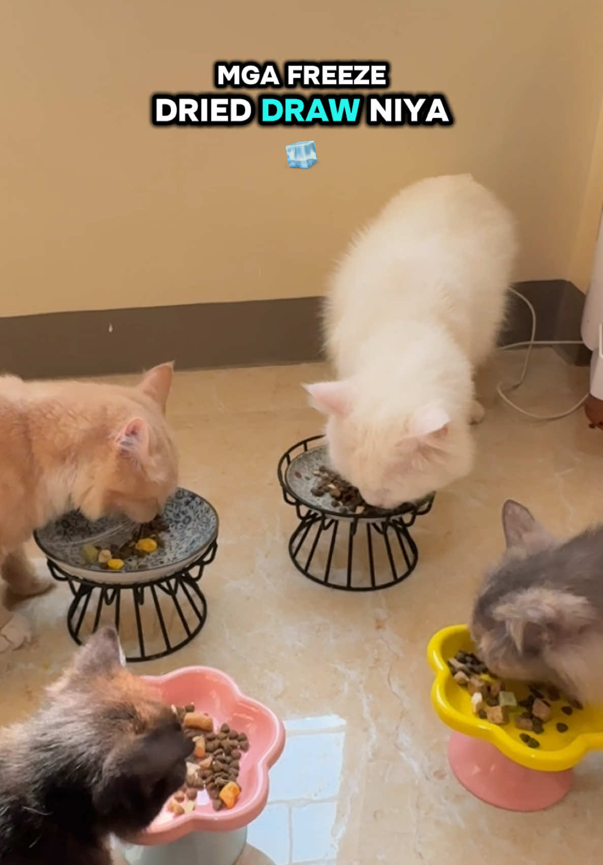 Number 1 recommendation cat food ko talaga ito yung Petmarra Raw Chunks Cat food. #petmarra #petmarracatfood #petmarrarawchunks #petmarrapoultryplatterrawrecipe #freezedriedrawcatfood #freezedriedraw #catfood #catowner #catlover 