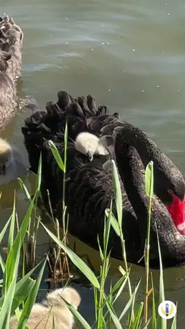 #fun #animals #cute 