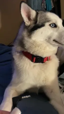 I won’t speak until my lawyer arrives#funny #dog #funnyvideo 