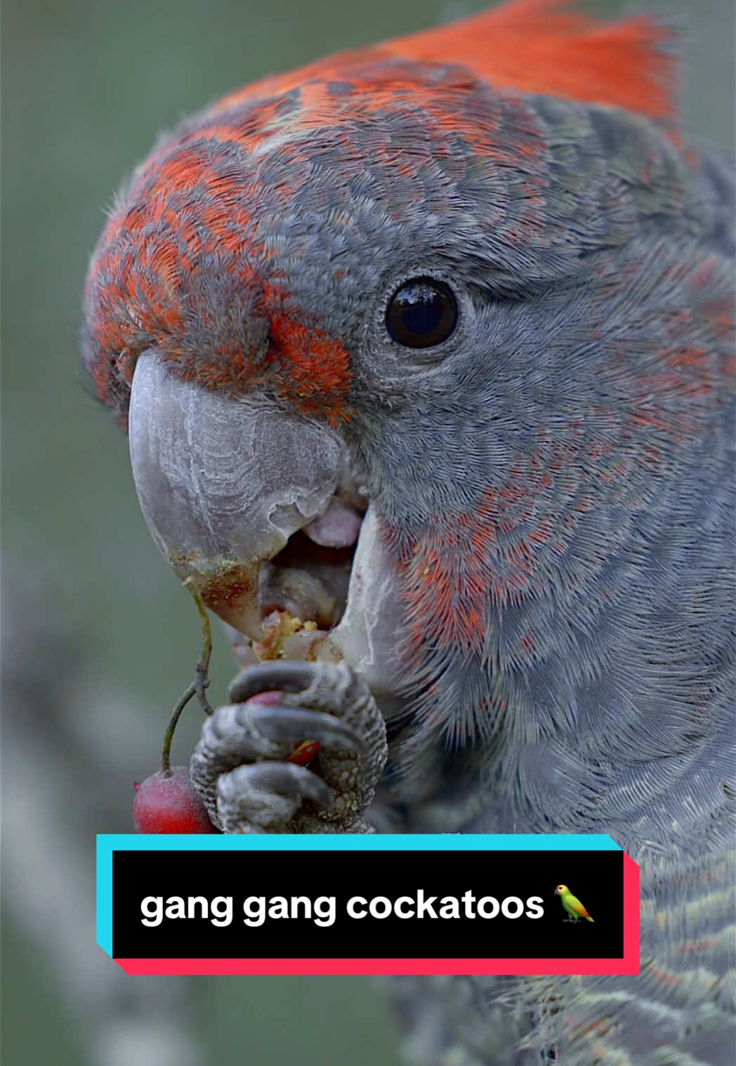 Up close with gang gang cockatoos!  Absolutely love these beautiful birds 🥹 #ganggang #cockatoo #bird #birds #birdsoftiktok 