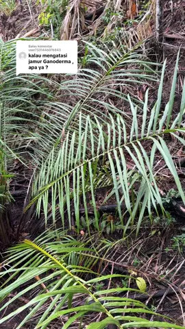 Membalas @user7331446076843 manfaat aussie bagi tanaman kelapa sawit ini sangat luar biasa #petanisawit #sawit #sawitkalimantan 