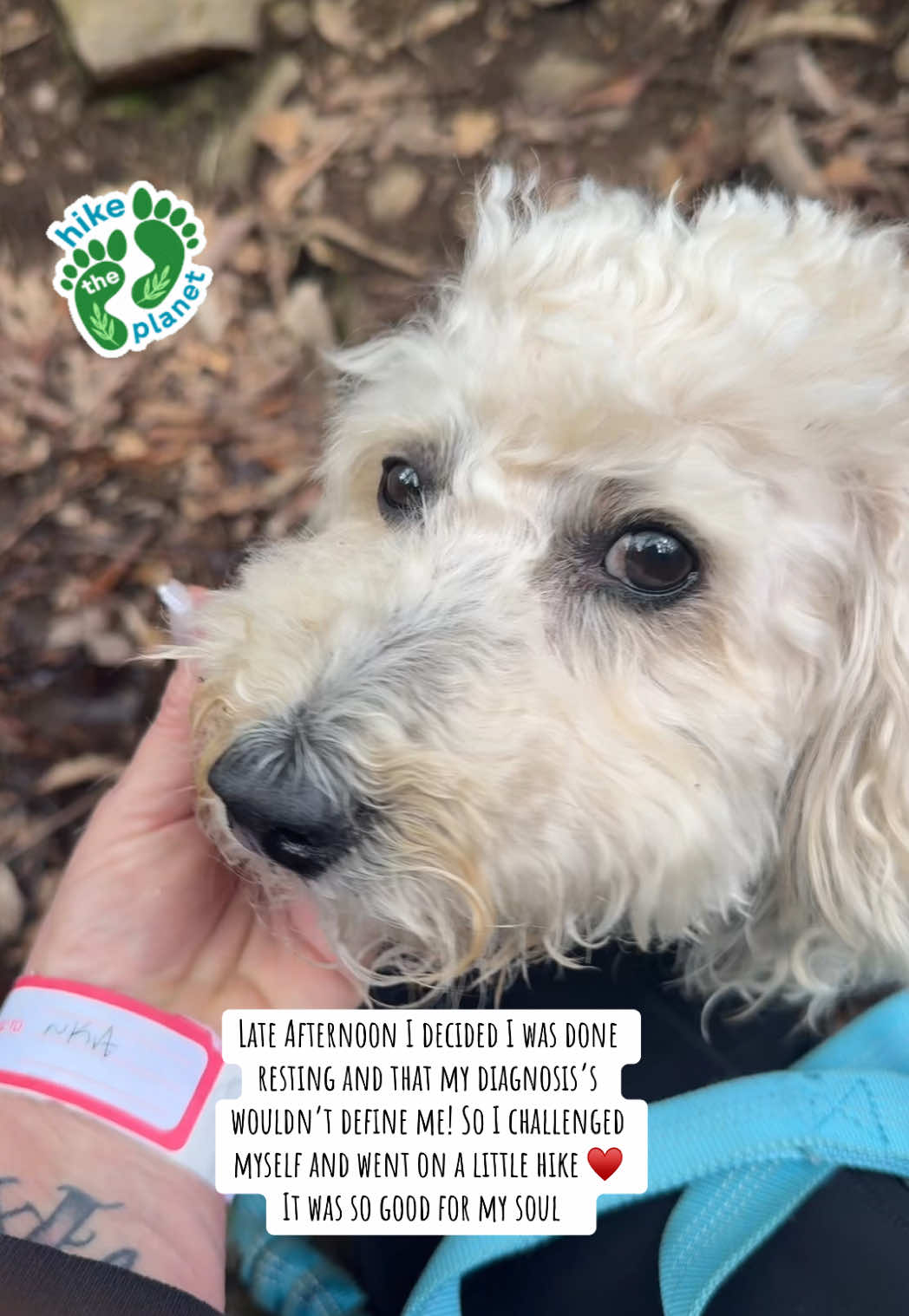 #hike #chronicillness #spoonie #chronicillnessawareness #myjourney #myjournal #awareness #todaywasagoodday #myillnessdoesntdefineme #Hiking #waterfall #stream #buffalowmountain #sunset #sunsetpoint #furbaby #challengedmyself #keepgoing #wegotthis #fyp #followmyjourney 