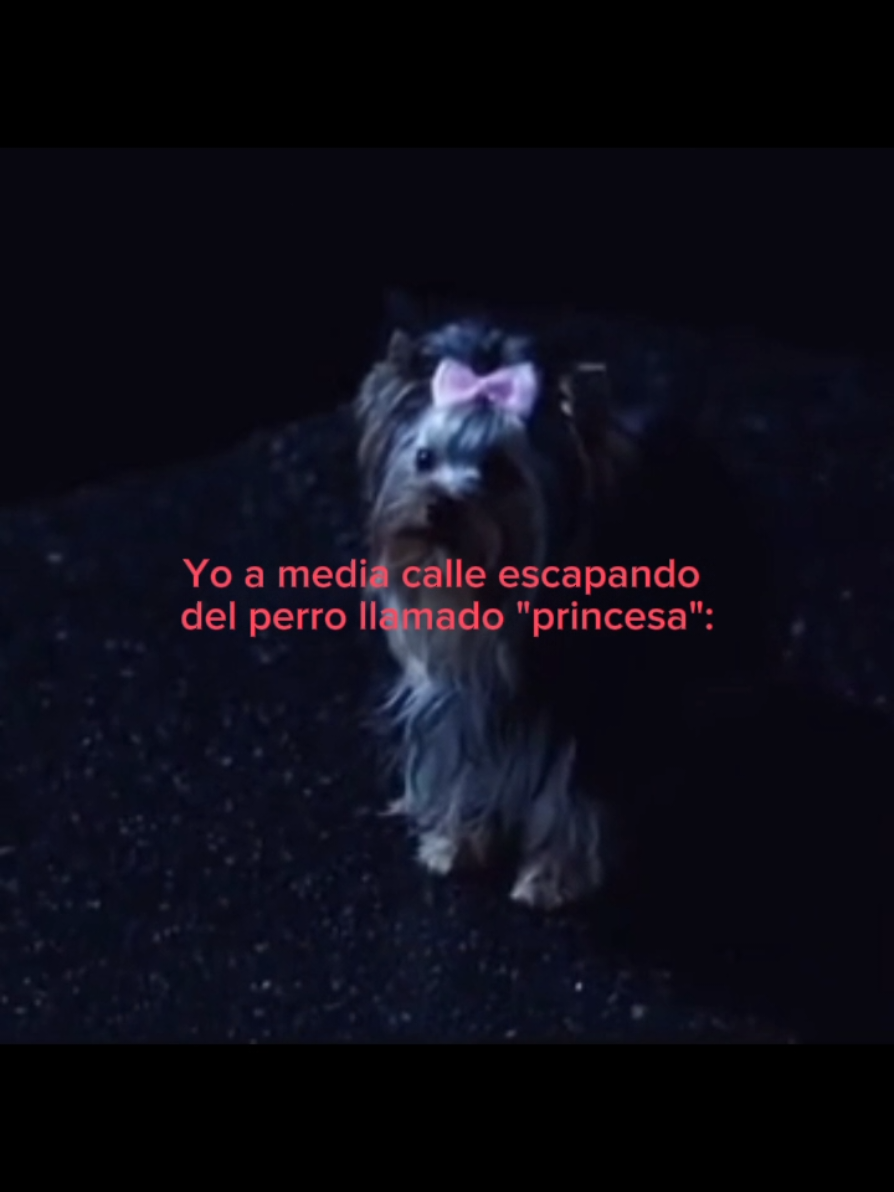 (Era un chihuahua) 😔 #CapCut #foryoupage #pyf #textorojo #identificarse #escape #escapar #correr #dog #perro #spn #deanwinchester #supernatural 