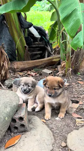 Nằm dui quá he #cún #chóco #shiba #chocon #dog #animal #xh #xh2025 #vietnam #brvt #xhhhhh 