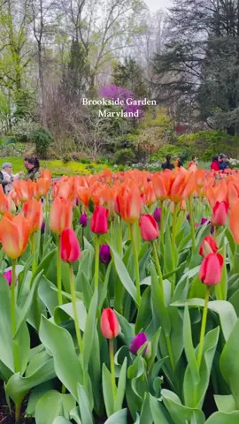 #brooksideharden #boyanicalgarden #spring #maryland #montgomerypark #tulip #nature #peace #vacationgiveaway #livingmybestlife #holidayfun #capture #moments #travelreel 