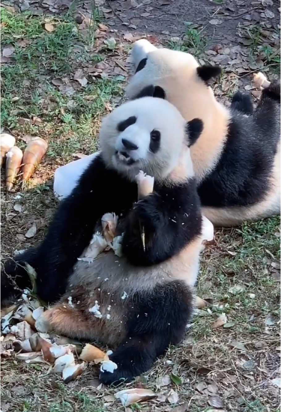Panda scared moment 🤣#panda#core#pandas #cute#pandatiktok #funny#fyp#cute#Love