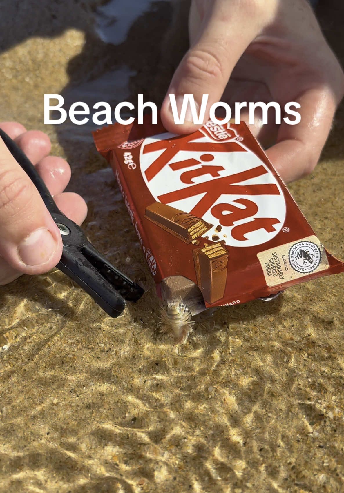They love a Kitkat #foryou #foryoupage #kitkat #beach #fyp #explore #travel #fypシ゚ #fy #you 