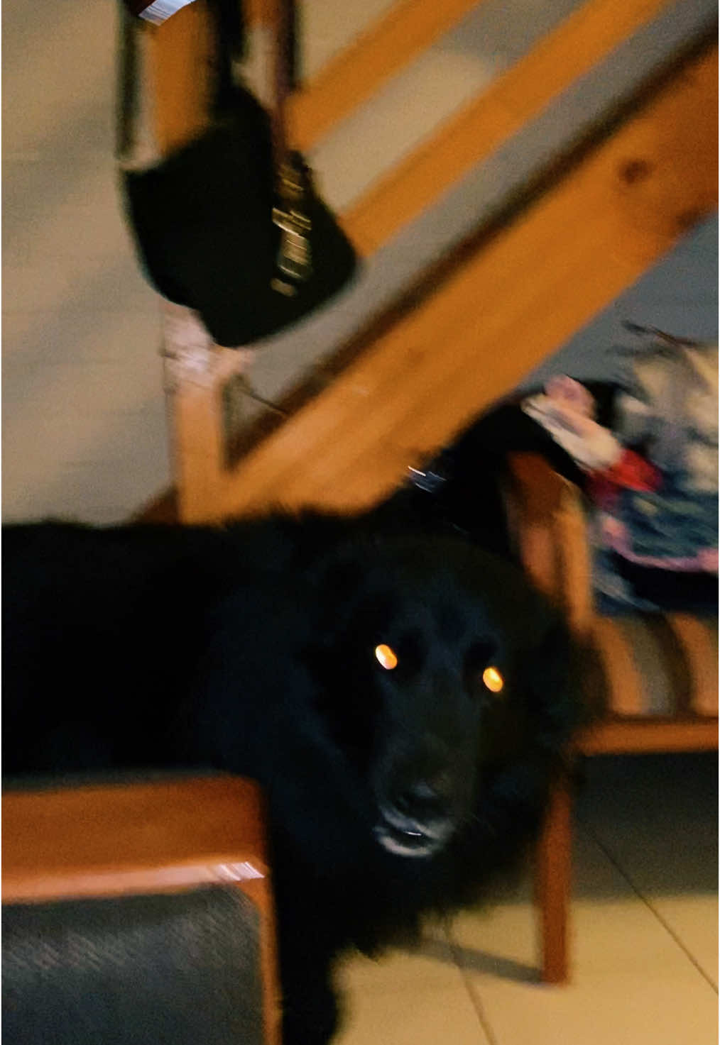 Drakito #pastorbelga #groenendael #foryou #viral  