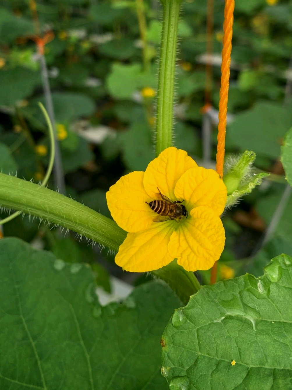 lebah, sang penyerbuk kehidupan. biarkan alam yang bekerja. 🐝🐝🐝 . . . . #polinasi #melon #melonpremium #greenhouse #greenhouseindonesia #pollen #bee #pollinators #pollination #bumblebee #flower #pollinatorsareimportant #pollinatormeditations #peaceful #bees #honeybee 