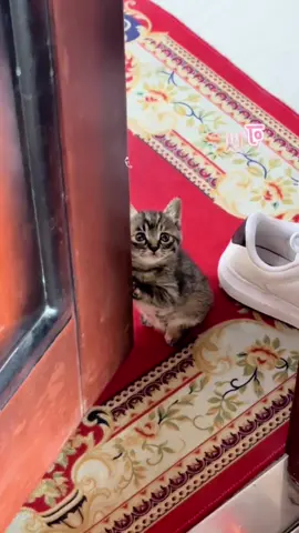 The stray cat found my house #cat #cute #funnyvideos #funny #fyp #catsoftiktok 