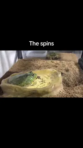 🐸 #frog #reptile #pet #cute #burrow #sleepy #nap #meme #funnyvideos 