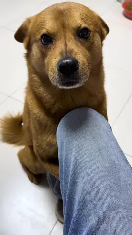 #dog #cutedog #funny 