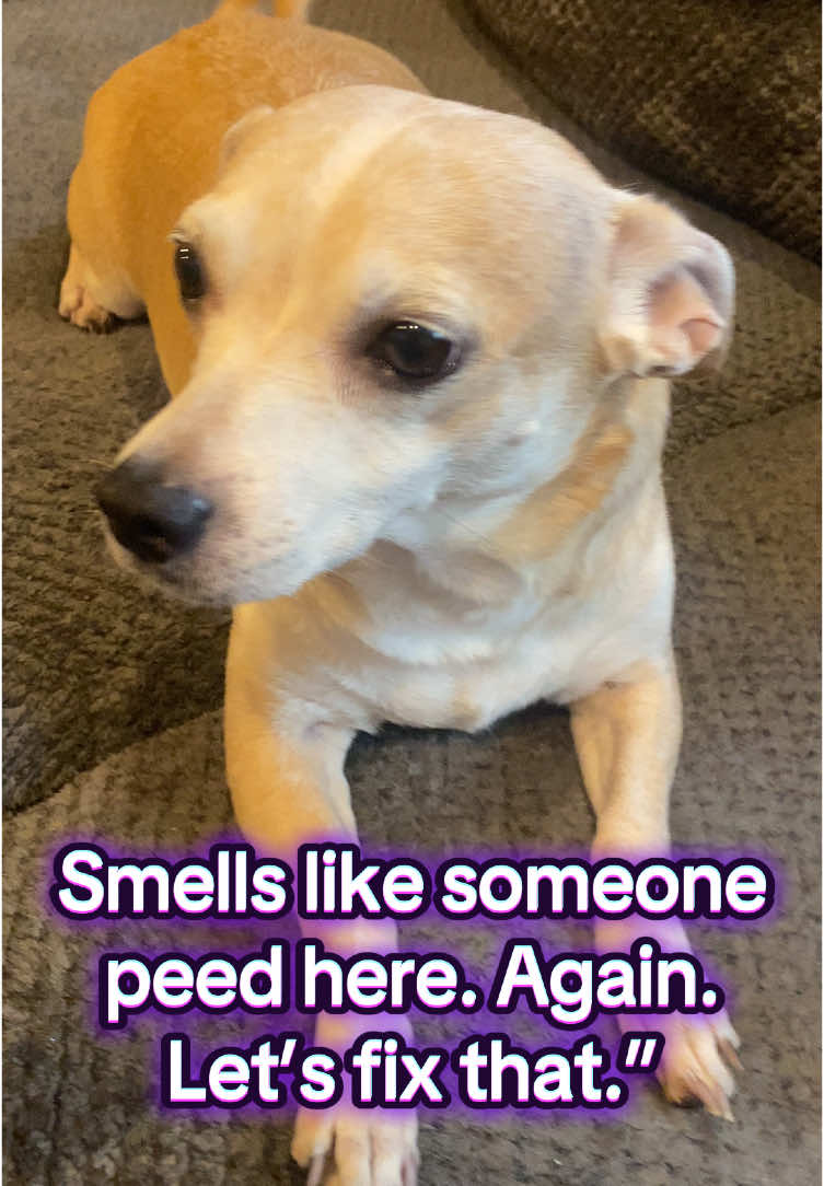 Pet Odor and stain removal #PetCleanup #StainBeGone #PetParentLife #DogMomProblems #CatChaos #CleanHouseHappyPet #PetMessesNoStress #CitrusPower #EnzymeCleaner #TikTokMadeMeCleanIt