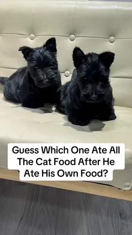 Scottish Terrier Puppies #fyp #foryou #foryoupage #viral #animals #cuteanimals #babyanimals #funnyanimals #animalsoftiktok #PetsOfTikTok #pets #cute #200 #wildlife #farm