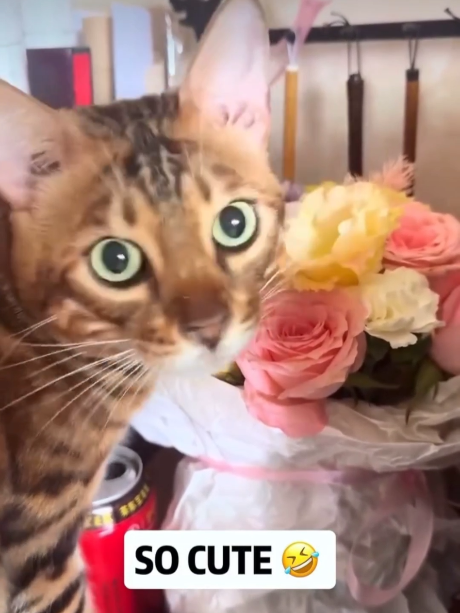 #cat #cute #catvideo #cutcat #funny #pet #funnyvideo #kitty #foryou  #keşfetbeniöneçıkar 