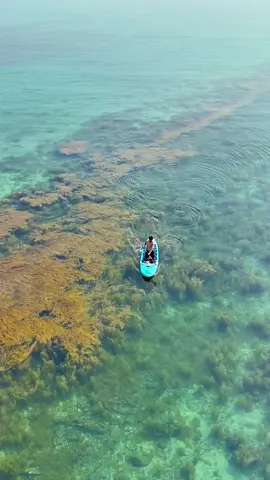 Mùa rong mơ tại bãi biển Hồng Vàn Cô Tô đang là lúc đẹp nhất 