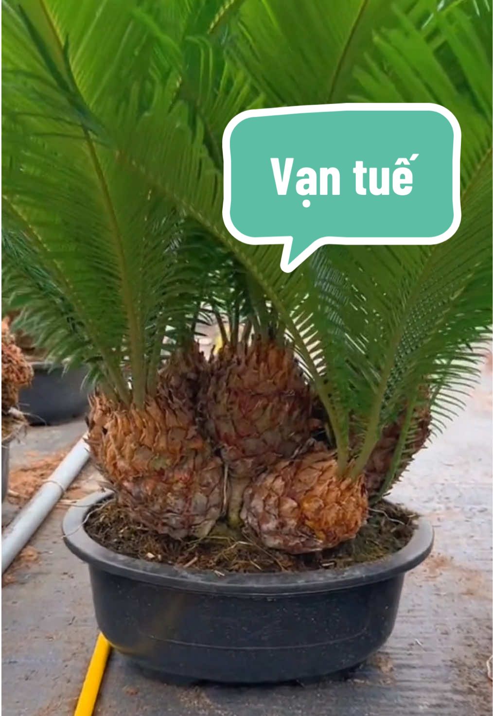 Vạn tuế size này em luôn sẵn các bác ơi. Cây nguyên bản ạ #ngocthaomeocaycoi #caycanh #nhavuonngoclam #vantue #vantuebonsai 