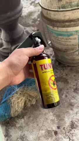 Semprotan pengusir tikus ampuh dengan formula khusus sehingga sangat efektif mengusir tikus #pengusirtikus #obatpengusirtikus #tuntas 