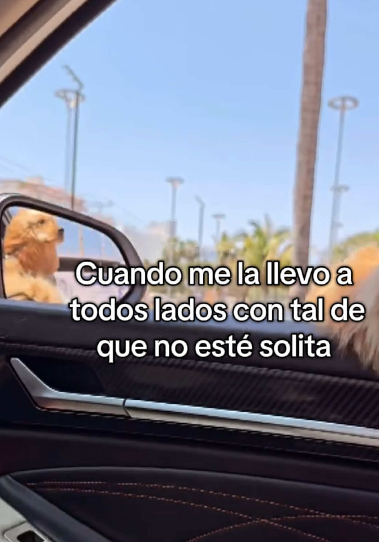 🤪 🚗 #pets #mazatlan #ss 