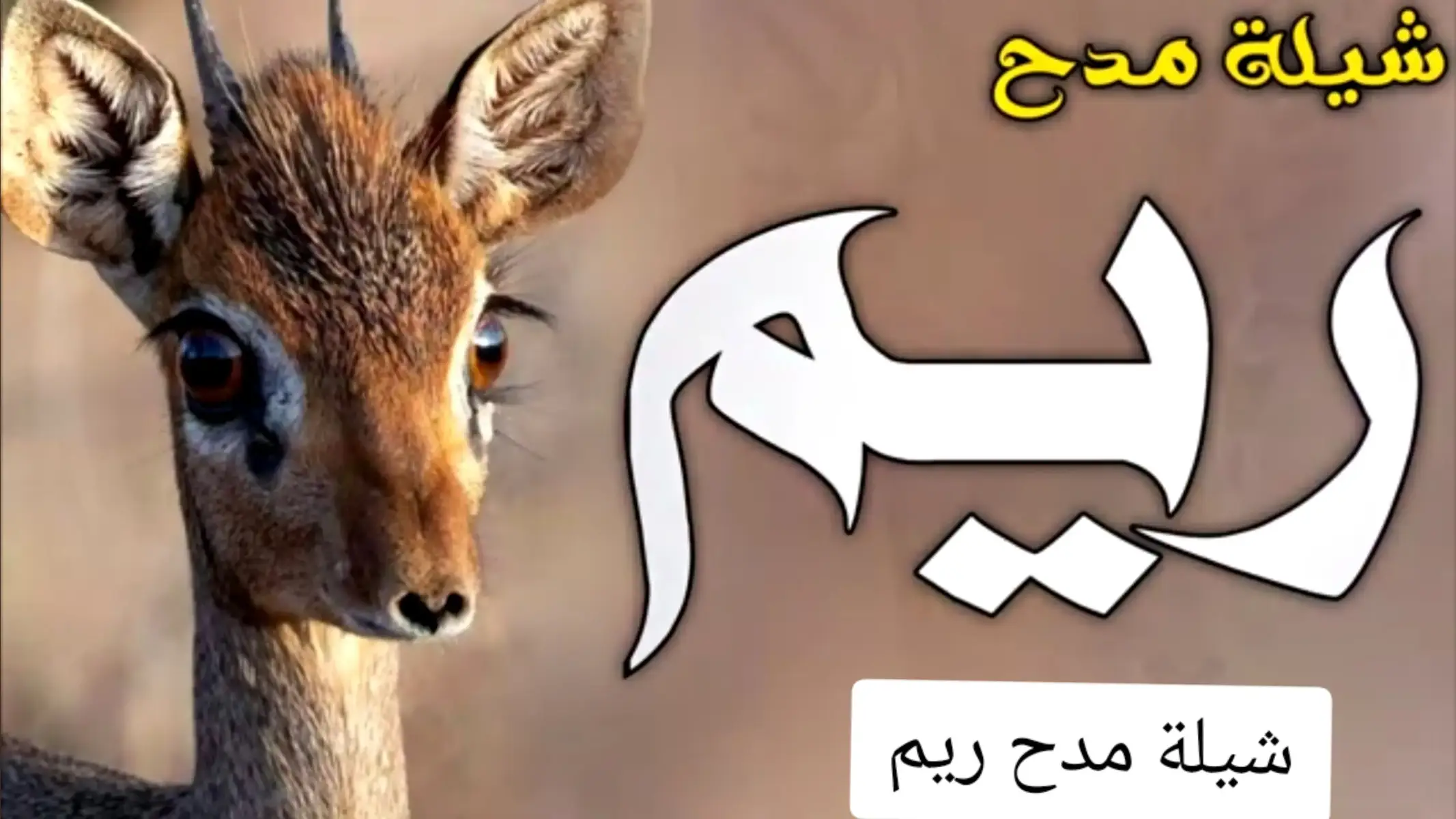 #شيلة_مدح #ريم #شيلات_مدح #ريم #شيلة_عروس #شيلة_زواج #ريم #اكسبلور #شيلات_حماسيه 