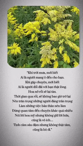 “Khi trời mưa, mới biết Ai là người mang ô đến cho bạn. Khi gặp chuyện, mới biết Ai là người đối đãi với bạn thật lòng. Hoa nở rồi sẽ lại tàn. Thời gian qua rồi, sẽ không bao giờ trở lại Nên trân trọng những người đáng trân trọng Làm những việc bản thân nên làm Đừng quan tâm đến chuyện khác quá nhiều Nói lời hoa mỹ nhưng không giữ lời hứa, cũng là vô ích… Tình cảm sâu đậm nhưng không thật tâm, cũng là bỏ đi.”