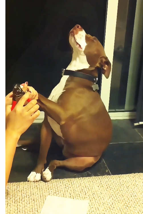 Dogs are afraid of cutting their nails 🦮🤣😂🤪#funny #dog #tiktok #dogs #dogsoftiktok #happy #funnyvideos #Love 