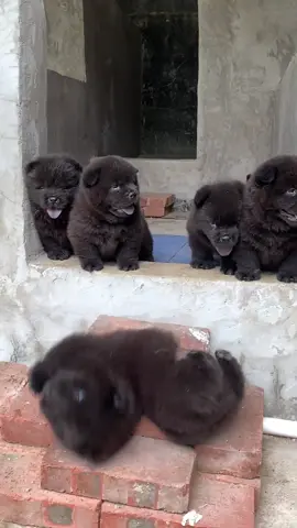Vượt ngục thành công ##funnydog #cutedog #nghiencunco 
