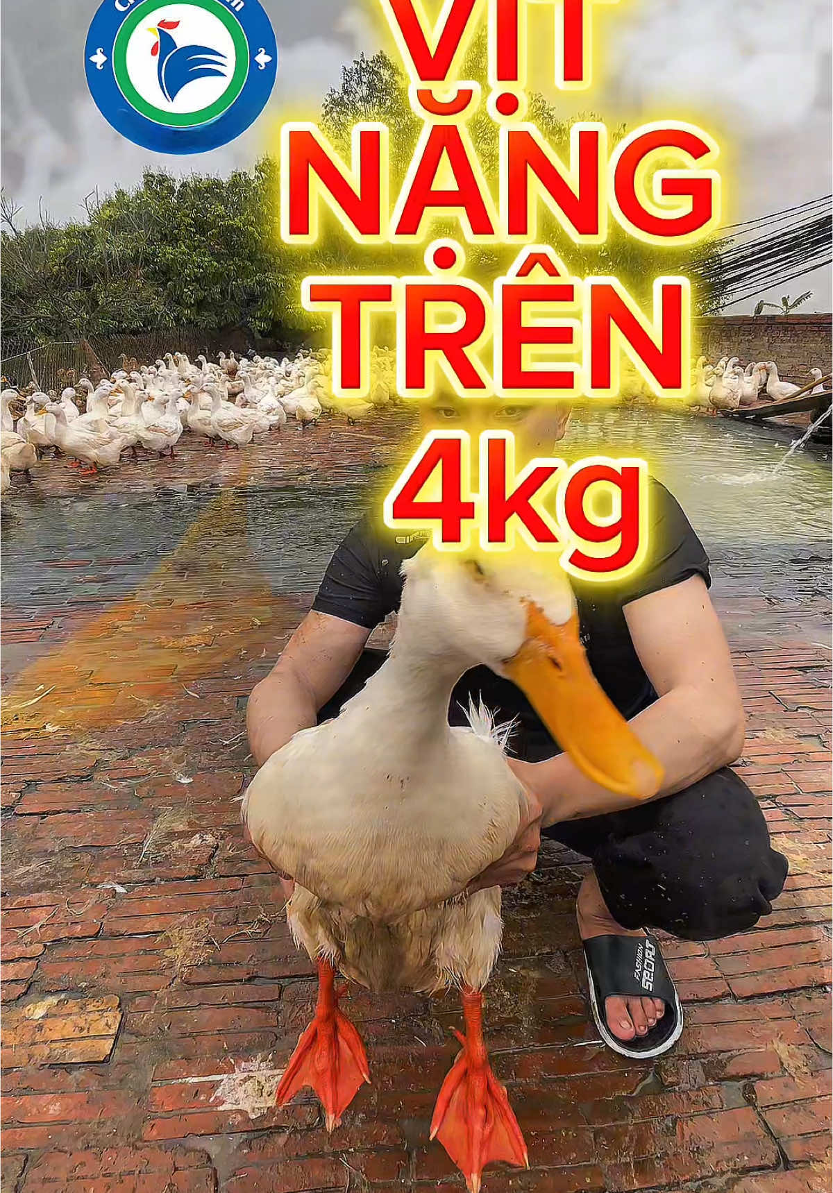 Vịt bơ nặng cân