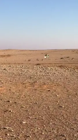 مجرد ذووق #بادية_العراق #بادية_السماوة 