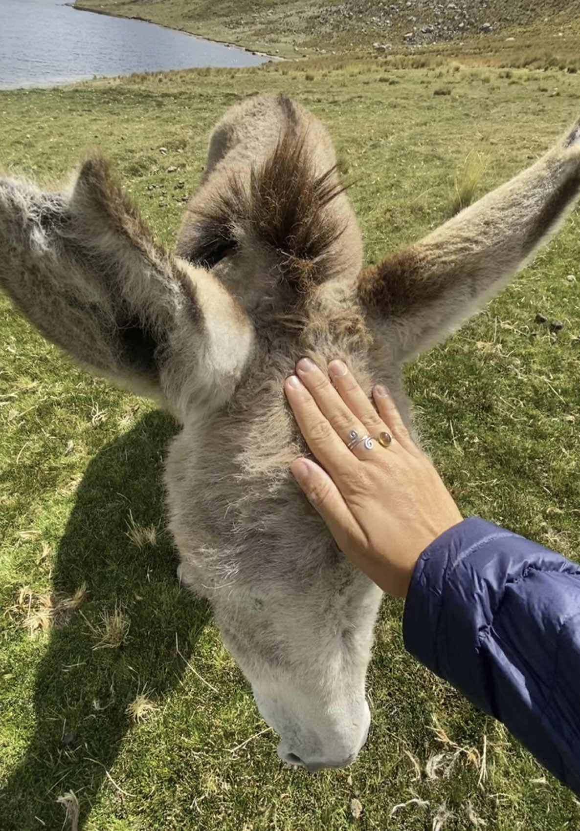 Voyager, c’est aussi rencontrer tous ces petits êtres qui peuplent aussi la planète et faire attention à eux 🫶🏼✨ #aroundtheworld #travel #animallover #respectanimals #traveltok #fyp #nature #wildliferescue 