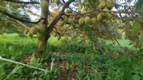 vườn sầu riêng 4000m2 giá 300tr chốt ngay . Liên hệ em . Em gửi sổ sách nhé #dat #datgiangop #datngopgiare #BDSbinhphuoc #datnen #datchinhchu #datdautu #datthocu #bds #bdsbinhduong #bdsbinhphuoc #bdsdobgnai #bdssaigon #xuhuong