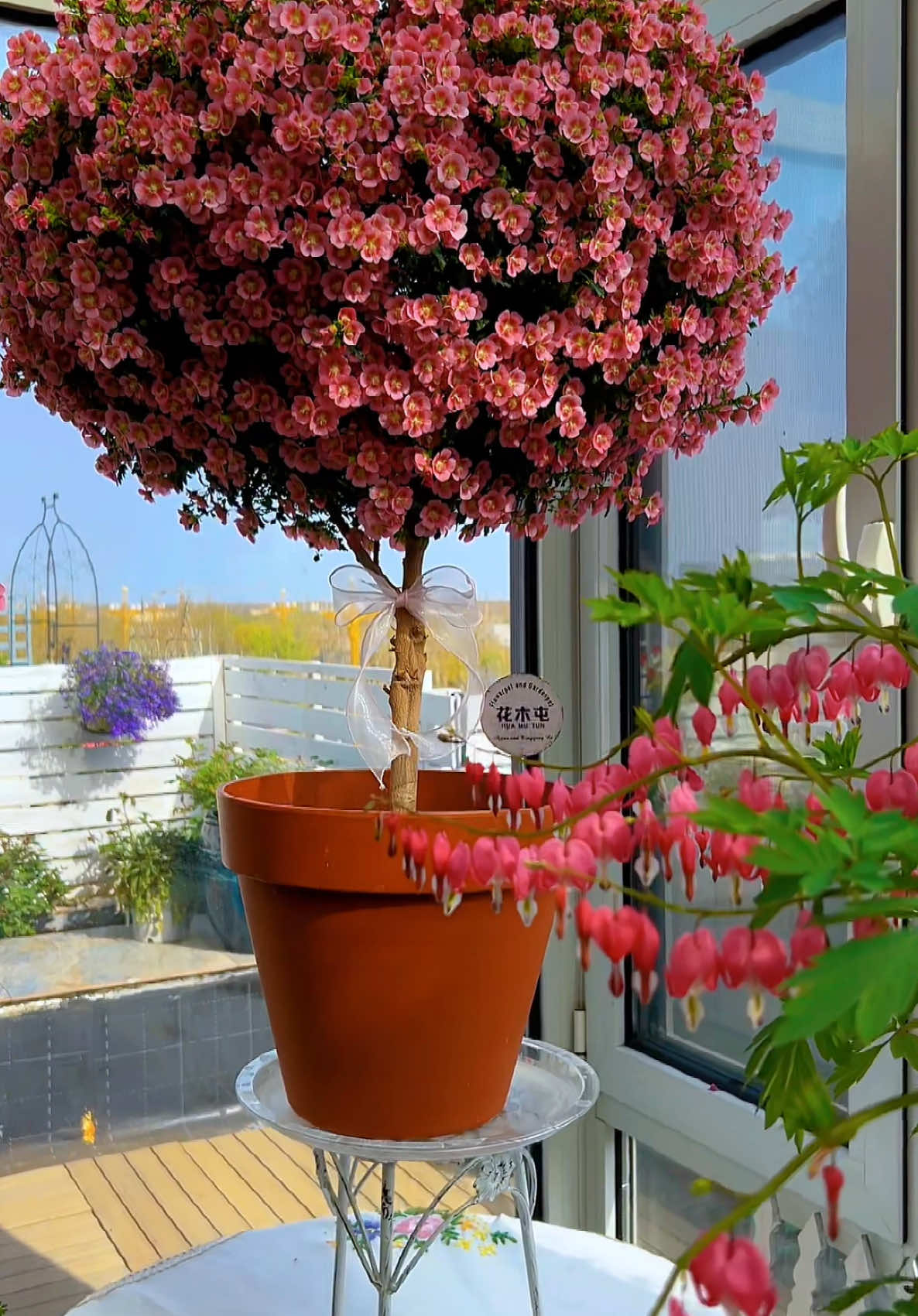 Ẻm xinh điêngggg😍😍😍 dòng hoa cẩm quỳ thân gỗ này khoẻ bà chịu nhiệt tốt hơn loại thân thảo nên mấy bà xứ nóng cũng có thể trồng đc nhé❤️ #hoadep #hoacaycanh #hoasanvuondep #hoacamquythango 