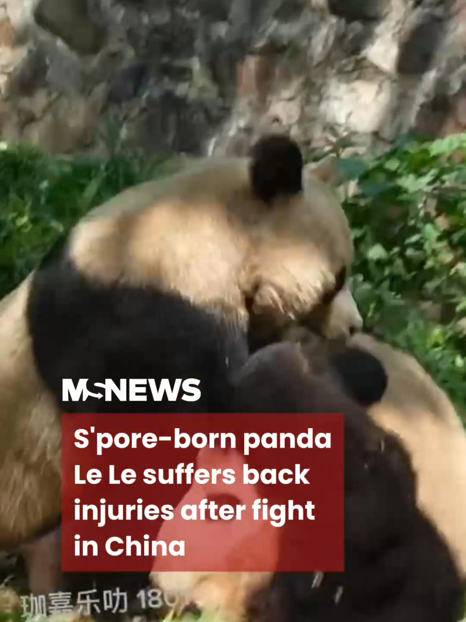 To prevent further incidents, the pandas have since been separated. #mustsharenews #tiktoksg #fypsg