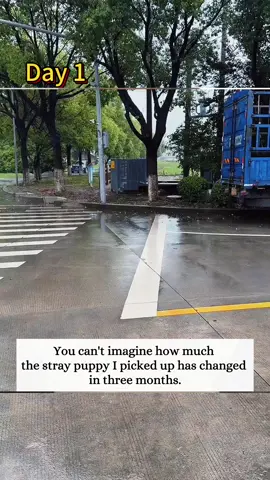 I Found a Puppy in the Rain#rescue #animals #fyp 