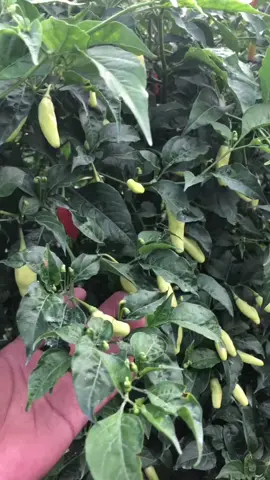 harga turun gankk 🤯