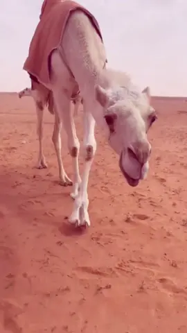 ابشركم اني حي هههههههههههههههههههههههههههه. #fypシ゚ #foryoupage #اكسبلور؟ #fyp #foryou #البل #efectoboomerang #رمانه #رماح_الان 