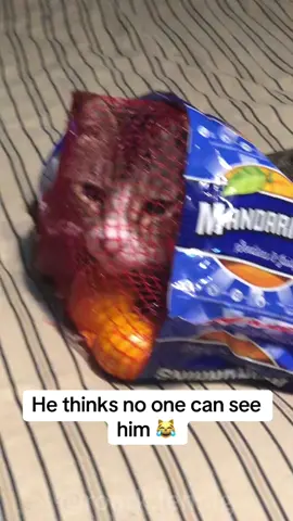 The cat who hides #cat #funny #catvideo #funnyvideos #funnycat #catsoftiktok #catlover 