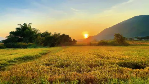 âm thanh gốc,mọi người lưu video về ghép nhạc đi ạ 🥰#xh #xuhuong #nhacchill #canhdep #đồngquê #thinhhanhtiktok #thinhhanhtiktok #hoanghon 