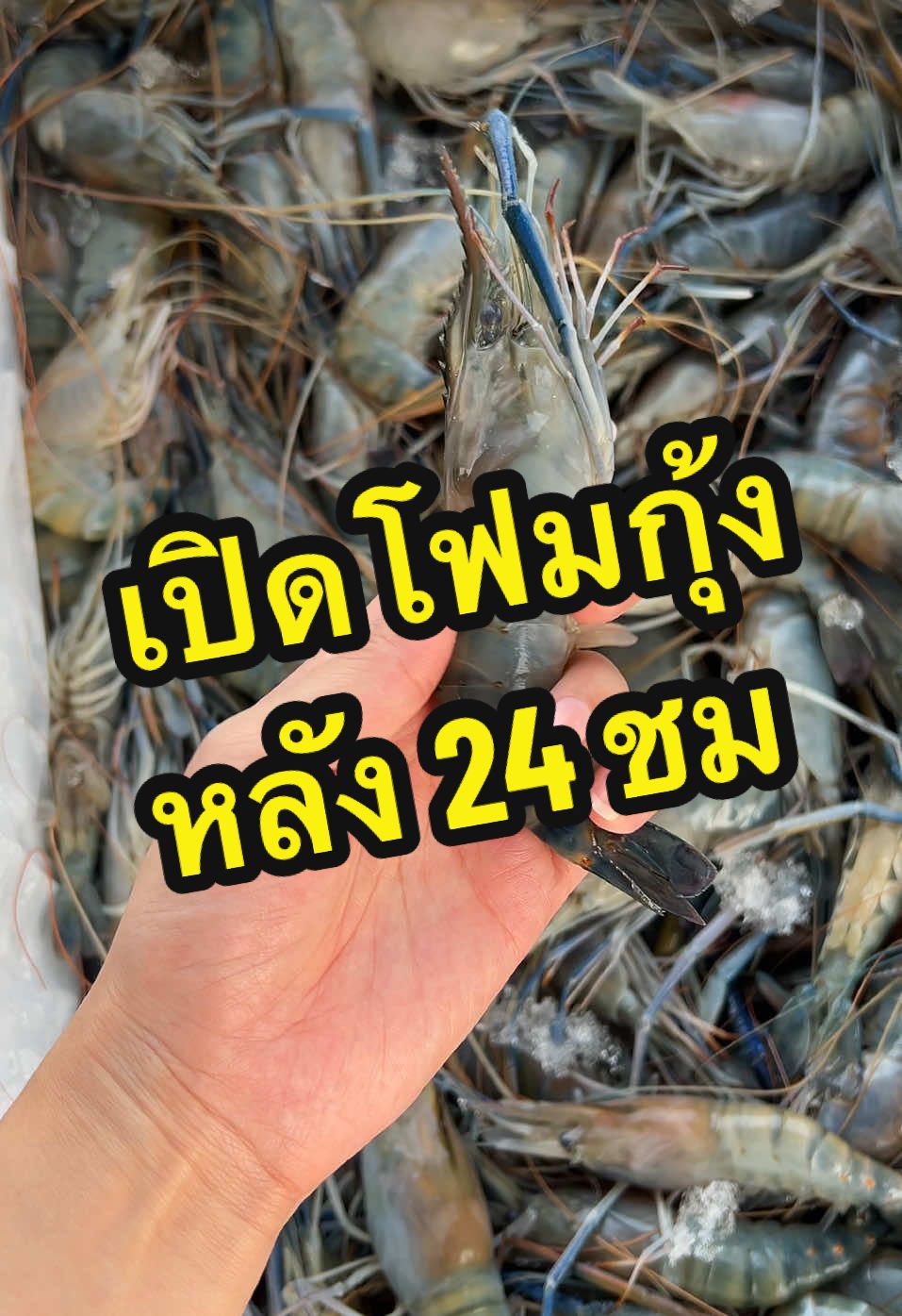 ทดสอบเปิดโฟมหลังครบ 24 ชม #songkran2025 #patseafood #เทรนด์วันนี้ #อาหารทะเล #กุ้งแม่น้ํา #กุ้งก้ามกราม 