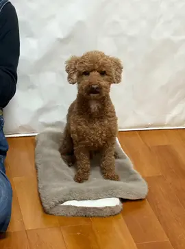 もるwwwwwwww たまにはこんな動画もありだよね。 #犬 #トイプードル #トイプードルのいる暮らし #犬のいる生活 #dog #ai 