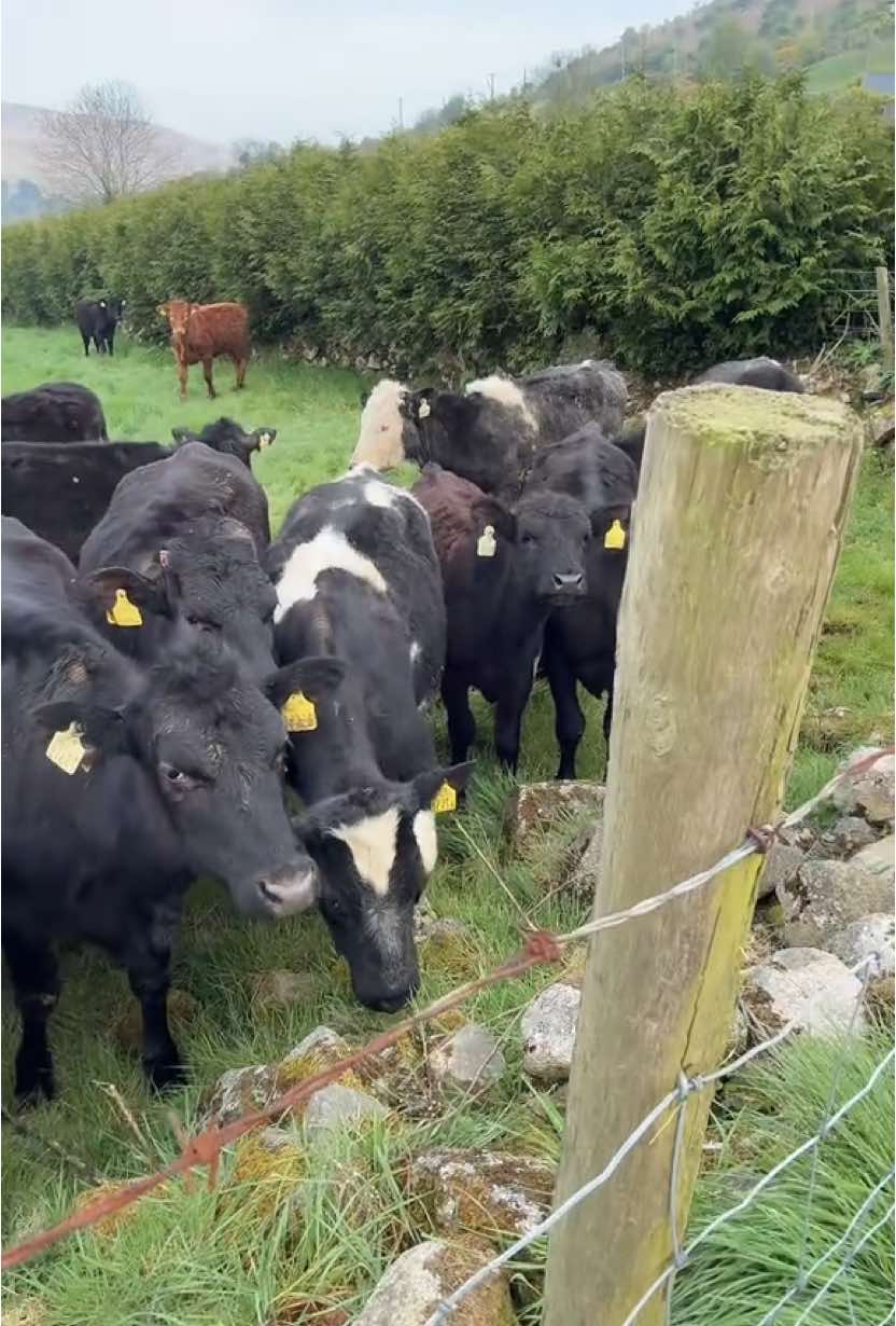 Enjoy life #dailyroutine  #cows #americanlivinginireland 