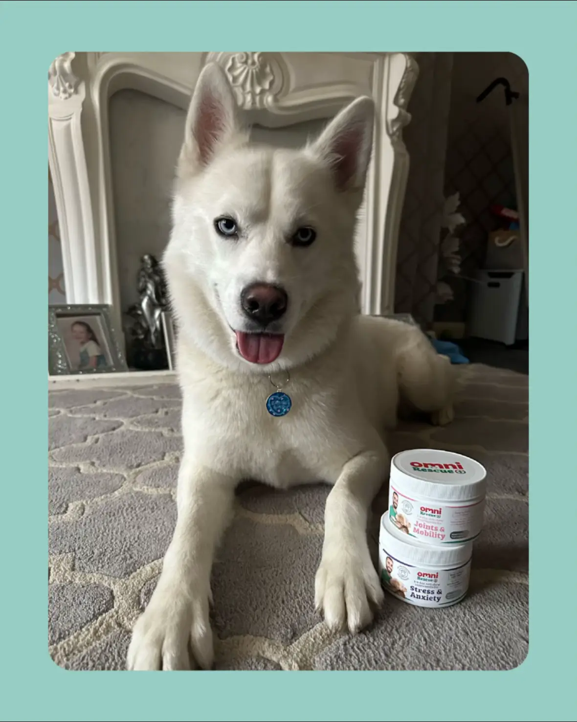 A carousel of cuteness incoming 😍🐶 These pups are showing off their glow-up with a little help from Omni supplements 💚  #supplements #caninehealth #doglovers #dogtok #omnipups 