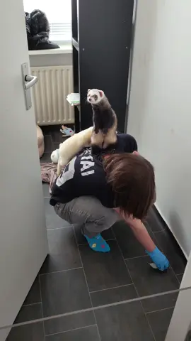 when you try to clean the boyss rooom #ferret #ferrets #cute #animal #chonky #beefcakenoodles #beefcakenoodle #Love #big #ferretslove #ferrettok #ferretsoftiktok #ferretmom #ferretvideos #animalsoftiktok #animallover #animalworld #sleepy #sleep #weird #weirdpets #playful #funny #adorable #PetsOfTikTok #exoticpets #petlife #petlovers #petlove #funnyanimals #fluffy #sillyferret #ferretlife #wildlife #petsofinstagram #smallpets #crazyferrets #furryanimals #ferretaddict #ferretsrule #mischievous #sneakyferret #ferretsarethebest #petcare #ferretcommunity #happyferrets #dailyferret #ferretgram #animalphotography #cuteoverload #petsrule #instapets #sleepypet #babyanimals #cutepets #cutepetclub #petsofig #petsarelife #fluffylife #ferretmischief #petbehavior #petsofyoutube #crazyanimals #furryfriends #animalsareawesome #adorablepets #petphotography #petantics #wholesomepets #happyanimals #petmemes #petcontent #ferretobsession #petadventures #slinks #slinky #slinkers #luci #jinx #jinxy #jingo 