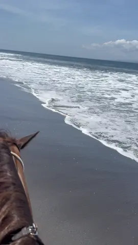 🎠🐚🏖️🥥