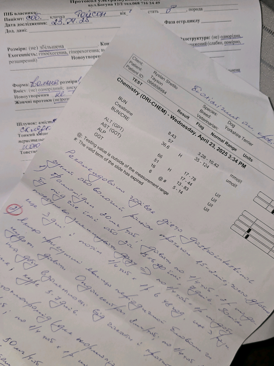 🥺🏥🙏#йоркширскийтерьер #йорктайсон #йорк #хвостик #йорктикток #собакадругчеловека #йоркичудо😻🐶йоркирулят #йоркирулят #york 